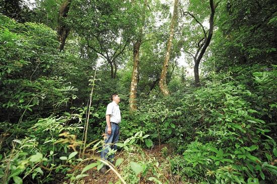 �������o���@һƬ�ų������